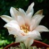 Gymnocalycium _calochlorum 'proliferum' P109 _08